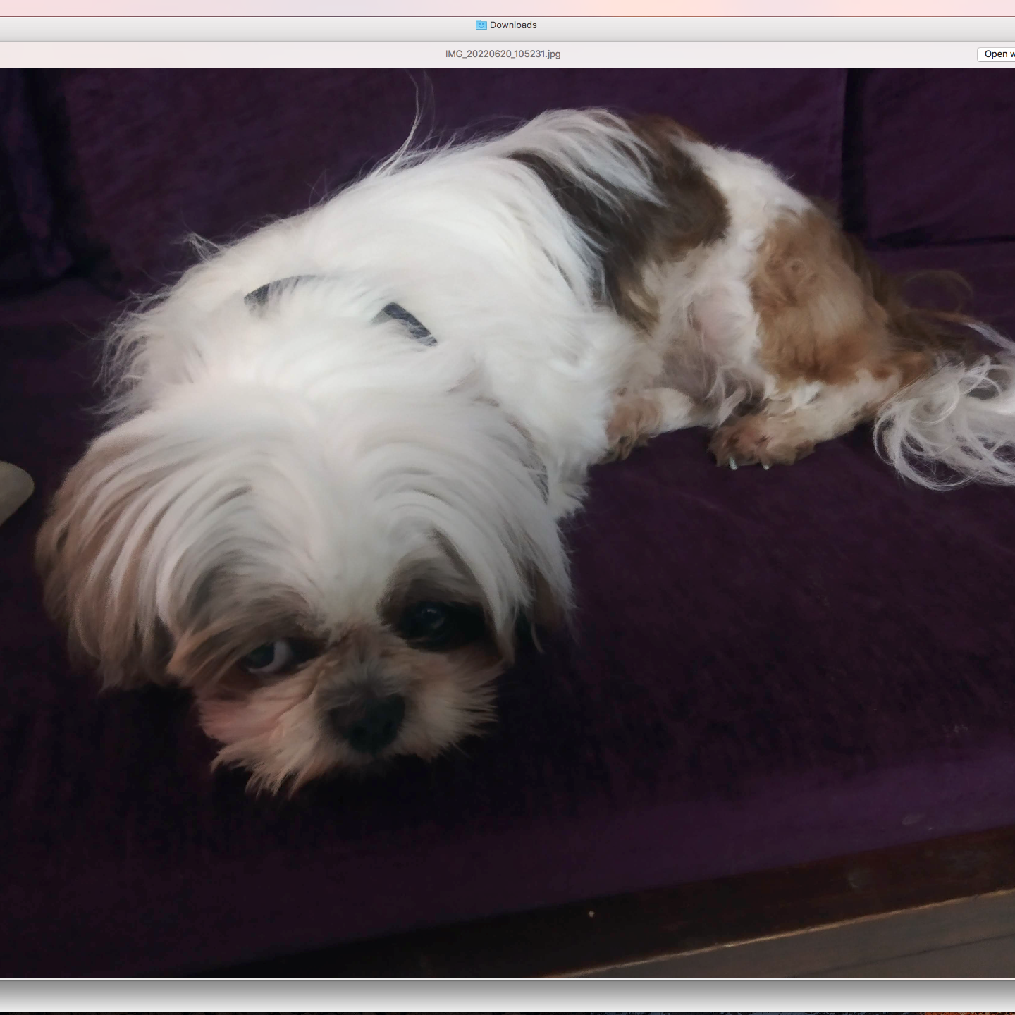 Image of Shih  tzu posted on 2022-01-28 13:10:23 from oil mill road, Lingrajpuram